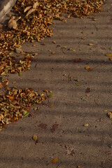 Obraz premium autumn leaves on the ground