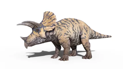 Door stickers Dinosaurs Triceratops, dinosaur reptile standing, prehistoric Jurassic animal isolated on white background, 3D illustration