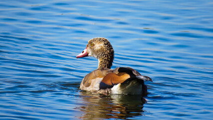 Eygptian goose (Alopochen aegyptiaca), Marievale Nature Reserve, Gauteng, South Africa