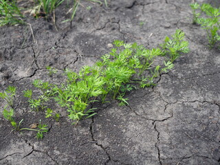 dill growing on the vegetable bed close-up at sunset