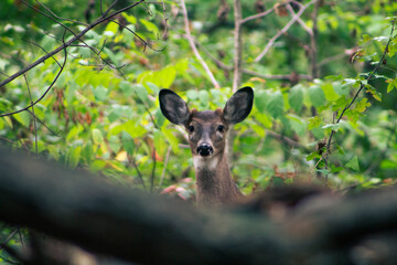 Deer Looking into the Camera in Woods in Summer