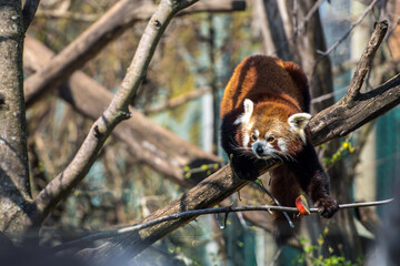 Red panda on the tree