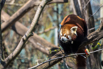 Red panda on the tree