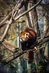 Red panda on the tree