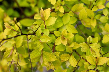 Spirea japonica close up