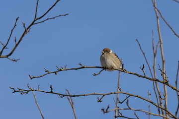 Obraz premium Tree sparrow sitting on a stoma branch in the background of blue sky. (Passer montanus)