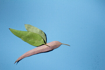 HUITZIL AVE MEXICANA REPRESENTADA CON HOJAS DE EUCALIPTO CON FONDO AZUL © vero