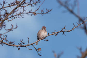 Tree sparrow  sitting on a stoma branch in the background of blue sky. (Passer montanus)
