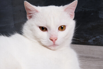 muzzle of a white cat front view