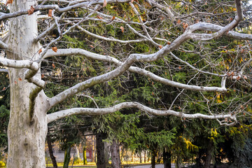 Horizontal branches without leaves of old plane tree in park. Selective focus. Close-up.