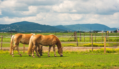 Two horses grazing on meadow. Farm animals in Graz