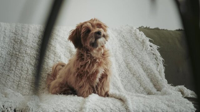 A cute brown havanese puppy dog is sitting on a green sofa looking at people very excited waving his tail. People's best friend.