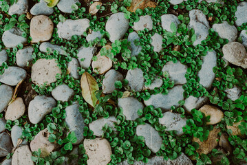 Piedras y hojas