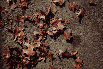 Hojas secas en pavimento