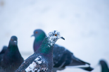 olub with a mottled head on the background of dirty snow is looking for a meal. Голубь с пестрой головой на фоне снега