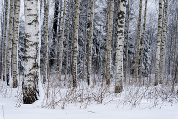 Fototapeta premium latvian birch grove in winter when a lot of white snow has snowed