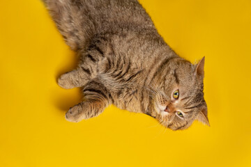 Pretty british shorthair brown cat with big wide face on yellow background