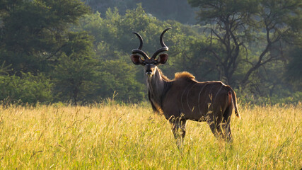 Naklejka na ściany i meble Greater kudu bull (Tragelaphus strepsiceros), Kraalkop Nature Reserve, Gauteng, South Africa.