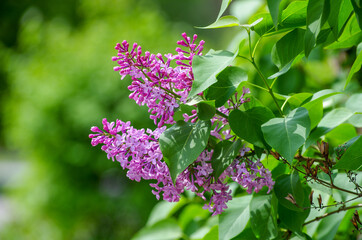 Lilac blossoming branches, Selective focus