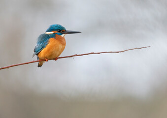 Obraz premium Beautiful colorful kingfisher on the branch