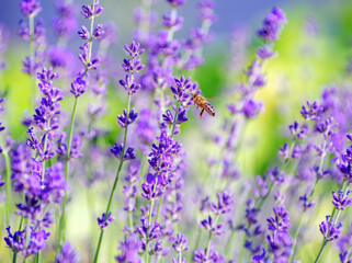 Obraz premium Selective focus on the lavender flower in the flower garden - lavender flowers lit by sunlight.