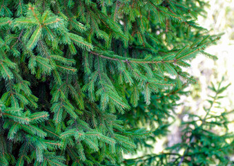Spruce branch. Beautiful branch of spruce with needles.