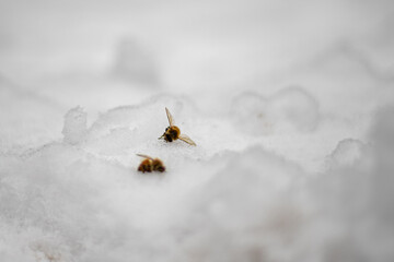 Dead bees at snow