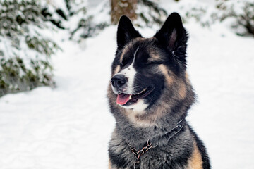 Happy Dog Smiling, in the winter and snowy forest