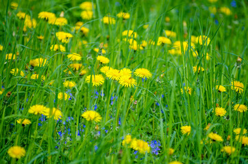 yellow flowers on a meadow
