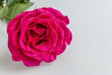 Fototapeta premium red rose in water drops on white surface close up