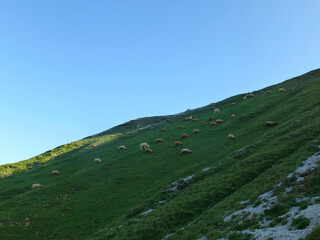 Fototapeta na wymiar Sheep at Stubai high-altitude hiking trail, lap 8 in Tyrol, Austria