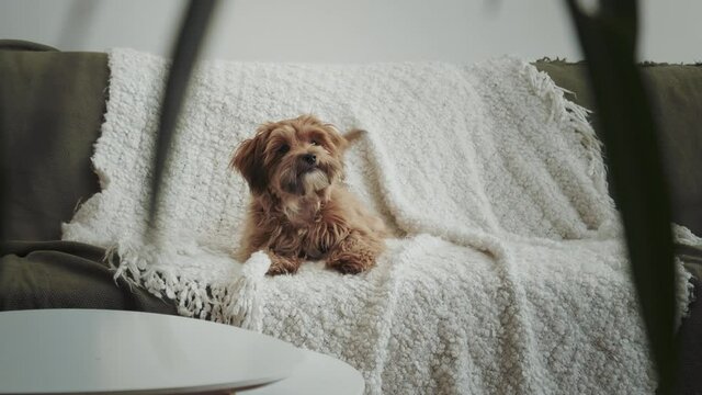A cute brown havanese puppy dog is laying on a green couch looking at people very excited. People's best friend. 