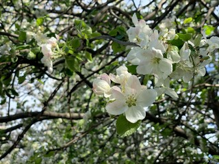 apple tree blossom