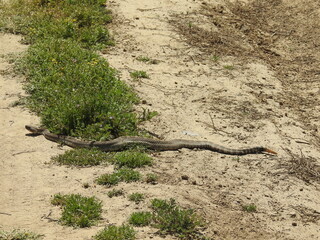 A western diamondback rattlesnake living in the Carrizo Plain National Monument, San Luis Obispo County, California.