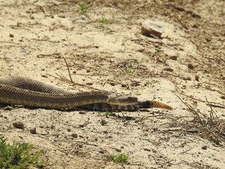 A western diamondback rattlesnake living in the Carrizo Plain National Monument, San Luis Obispo County, California.