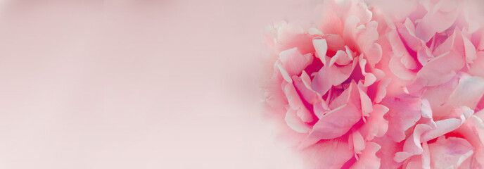 Blurred background with rose of pink color. Copy space for your text. Mock up template