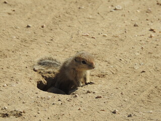 A young, adorable antelope squirrel emerging from a burrow in the Carrizo Plain National Monument, San Luis Obispo County, California. 