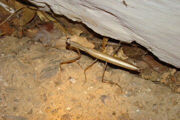 European Mantis (Mantis religiosa)