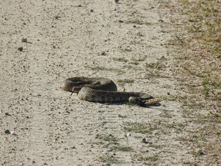 A western diamondback rattlesnake living in the Carrizo Plain National Monument, San Luis Obispo County, California.