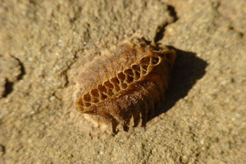 European Mantis (Mantis religiosa)