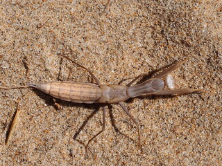 European Mantis (Mantis religiosa)