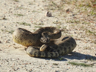 A western diamondback rattlesnake living in the Carrizo Plain National Monument, San Luis Obispo County, California.