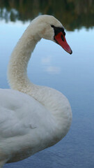 White swan at a lake