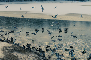 “In order to see birds it is necessary to become a part of the silence.”
