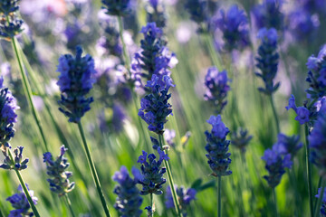 Closeup photo of beautiful gentle lavender flower field