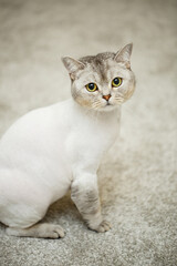 Fototapeta na wymiar Beautiful gray scottish fold cat. Haircut cat with shaved hair on the body, pet haircut