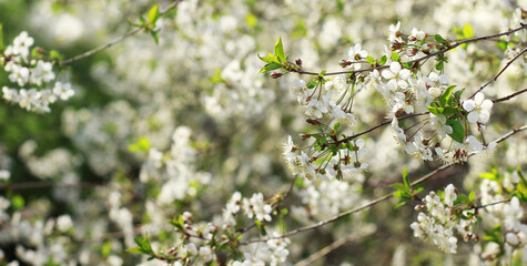 Spring cherry blooming beautiful background in the garden