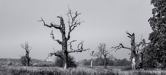 trees in the fog