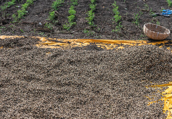 Abbigeri, Karnataka, India - November 6, 2013: Heap of dark brown freshly harvested peanuts drying on yellow tarp on side of agricultural field.
