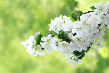 Spring Blooming apple flowers composition background